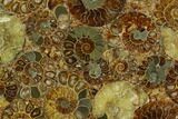 8.3" Composite Plate Of Agatized Ammonite Fossils - #130558-1
